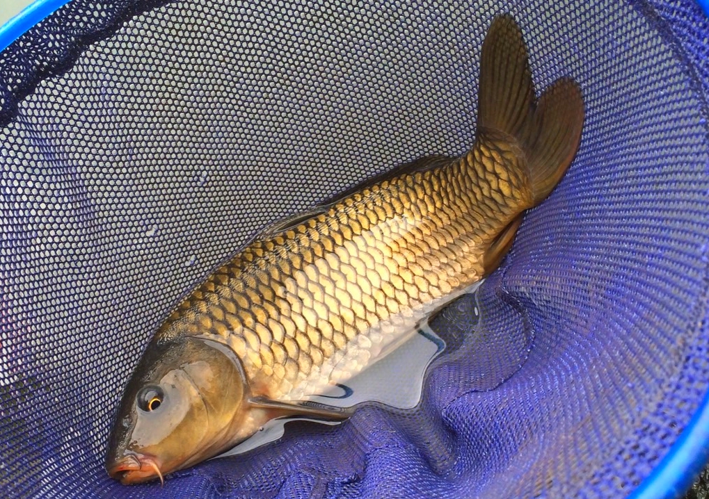 What is the appeal of carp?