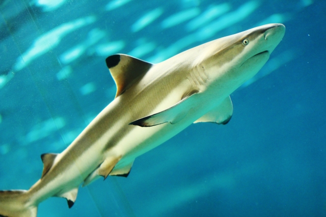 How can you tell the difference between a shark and a ray?