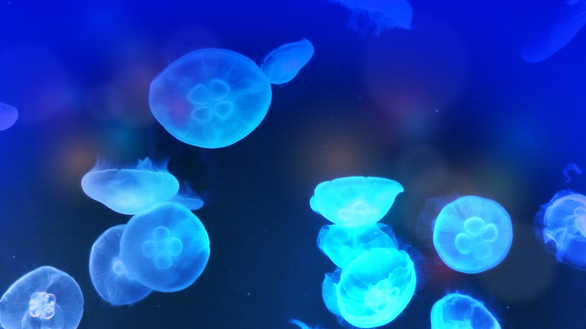 Jellyfish breeding is difficult