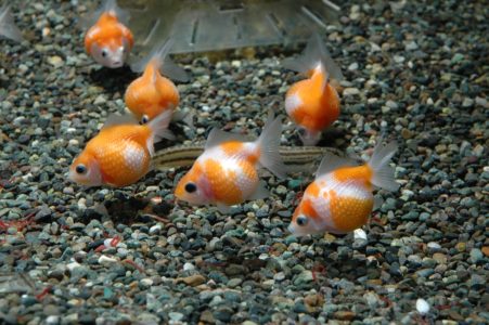 [Professional commentary] How to breed ping-pong pearls! Difficult reasons, lifespan, price, etc.