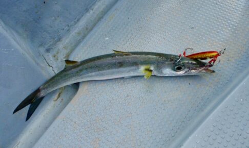 Explanation of barracuda lure fishing