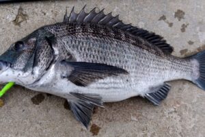 How to catch black sea bream with a lure