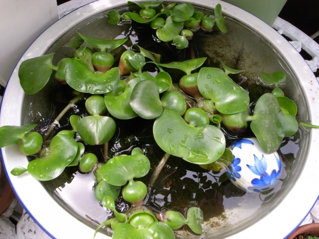 Breeding goldfish in a water lily bowl is elegant