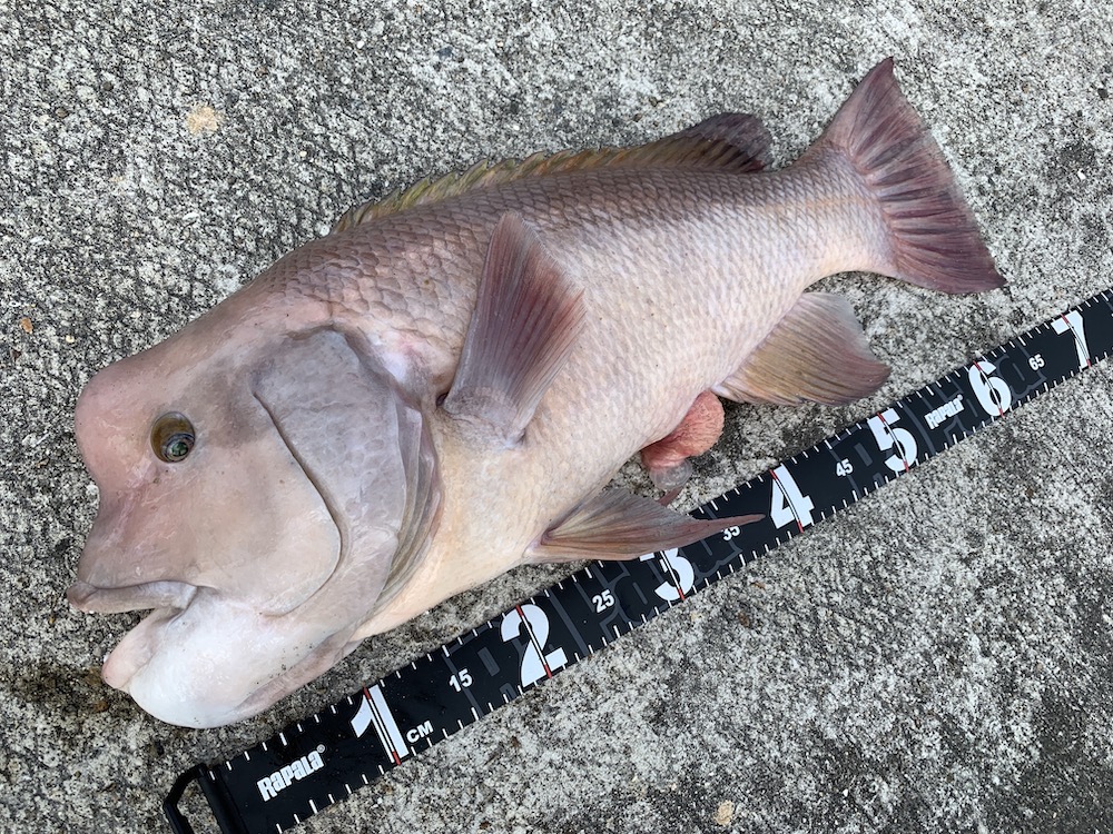 How to catch Asian sheepshead wrasse