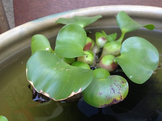 What kind of aquatic plant is water hyacinth?