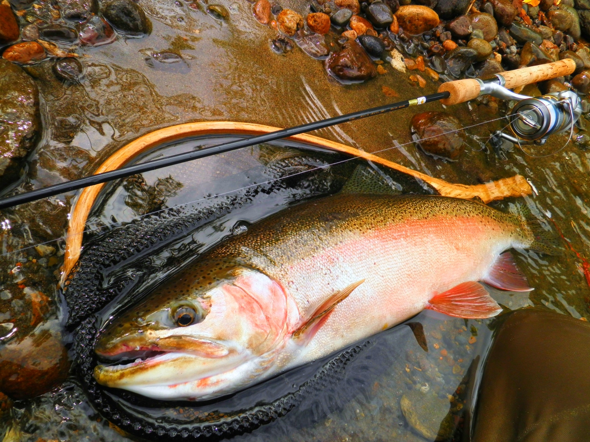 How to choose a trout rod?