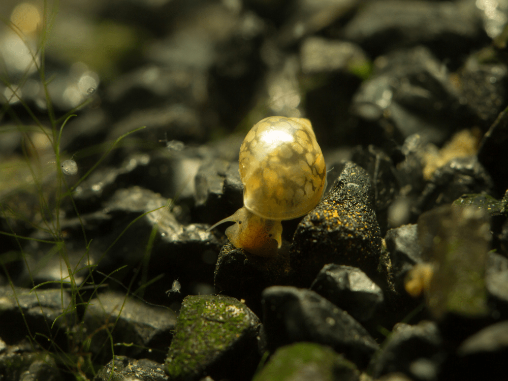 水槽に発生する貝
