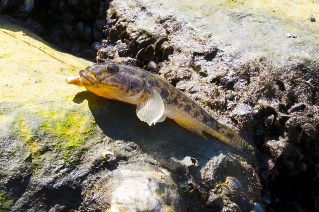 Exploring the goby fishing season from life history
