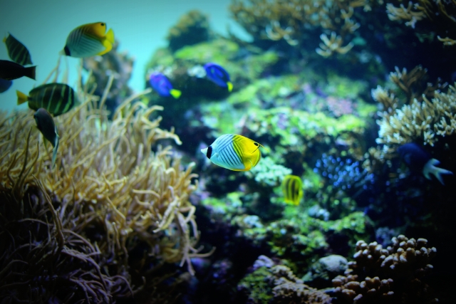 Chiba Aquarium