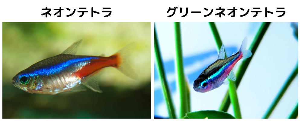 288円 見事な創造力 熱帯魚 ブルーアイ ラスボラ ５匹 北海道 九州航空便要保温