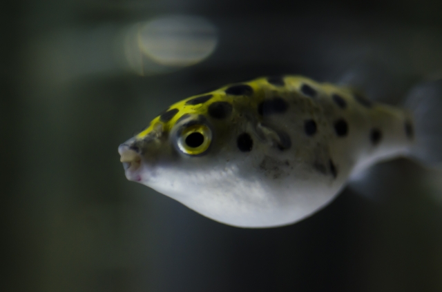 Be careful of white spot disease for green puffer fish
