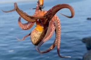 Explanation of the basics of octopus fishing
