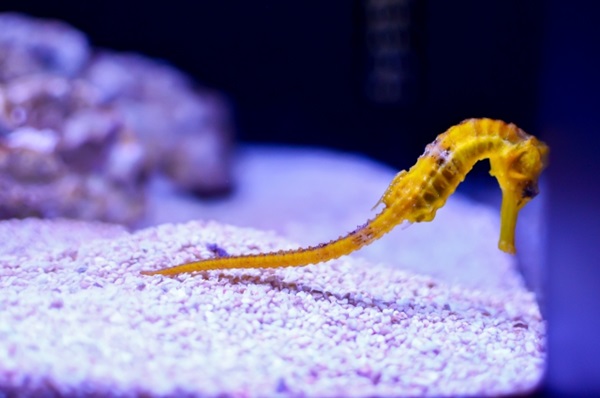 Can seahorses be domesticated?