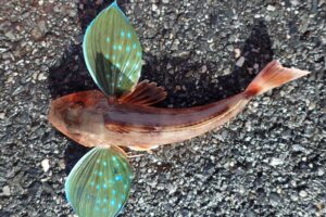 What kind of fish is gurnard?