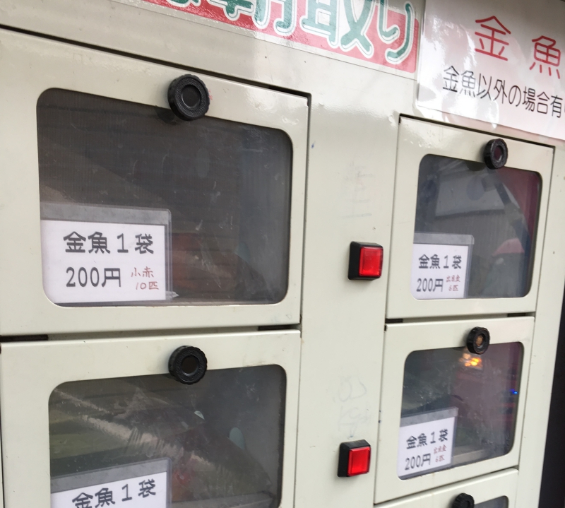 大和郡山では金魚が自動販売機で売られている
