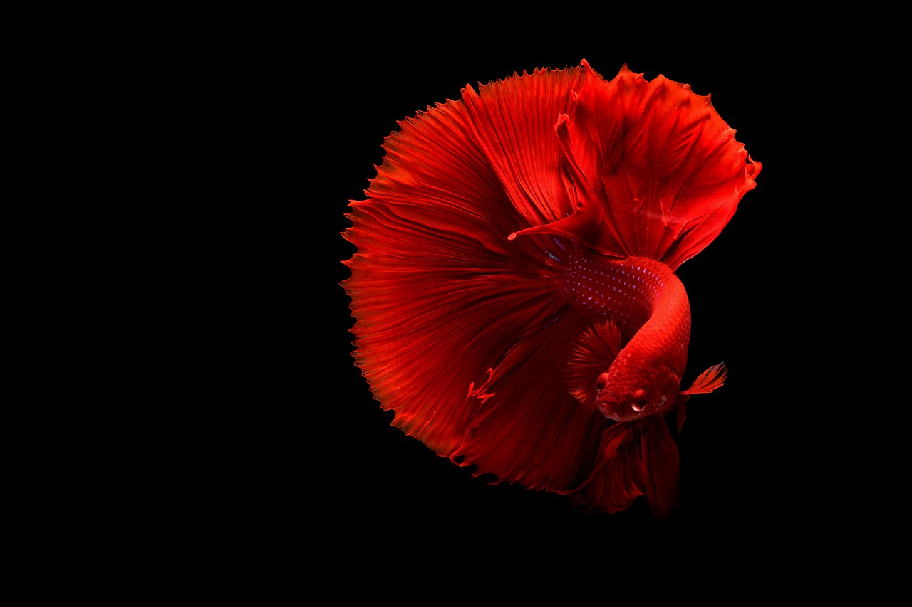 There are many types of betta