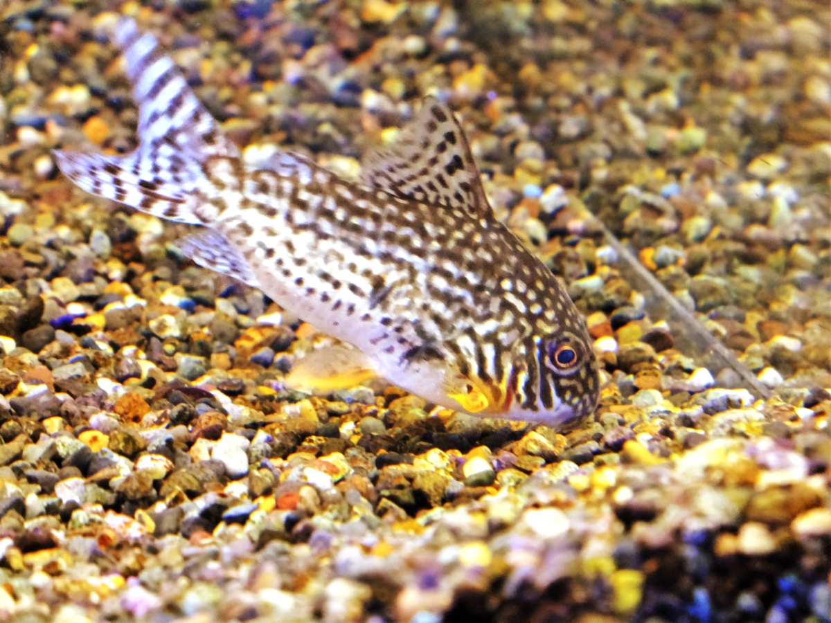 There are many types of corydoras