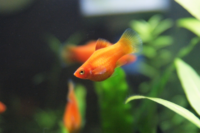 How to care for a platy