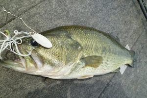 bass fishing with spinnerbait