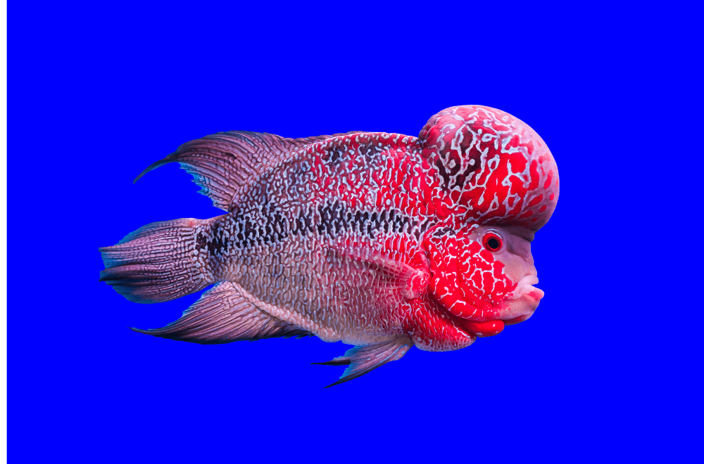 Flowerhorn is difficult to swim with
