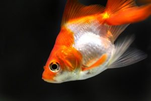 What is the cure for goldfish disease?