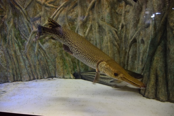 アリゲーターガーは古代魚の代表種