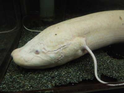 What kind of fish is lungfish? Check out the species and breeding methods!