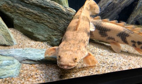 Polypterus endoliquery is cool