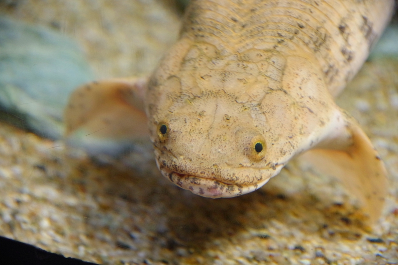 Challenge to breed Polypterus endoliquery