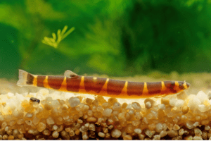 The coolie loach is a relative of the loach
