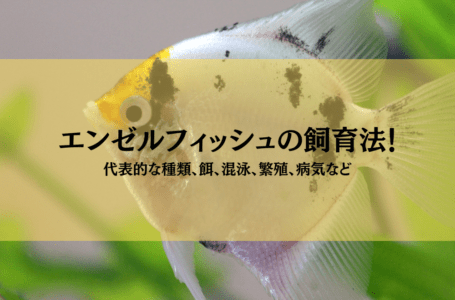 how to keep angelfish