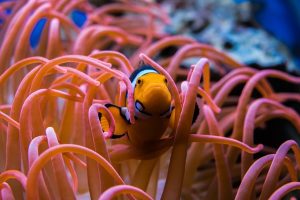 Challenge anemone fish breeding!