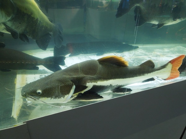 オーバーフロー水槽では大型魚が飼いやすい！