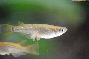 From spawning to hatching of medaka