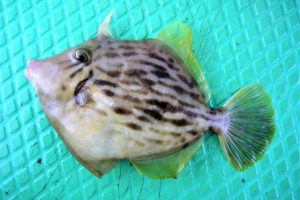 What kind of fish is filefish?