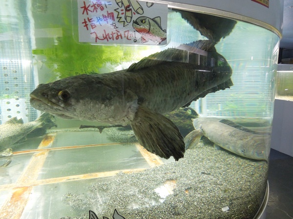 東京タワー水族館は世界各地の珍魚がいっぱい