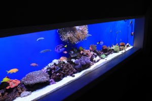 Murphy has many saltwater fish products