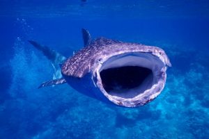 Meet the whale shark