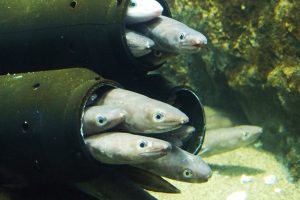 What are the characteristics of conger eel and recommended dishes?