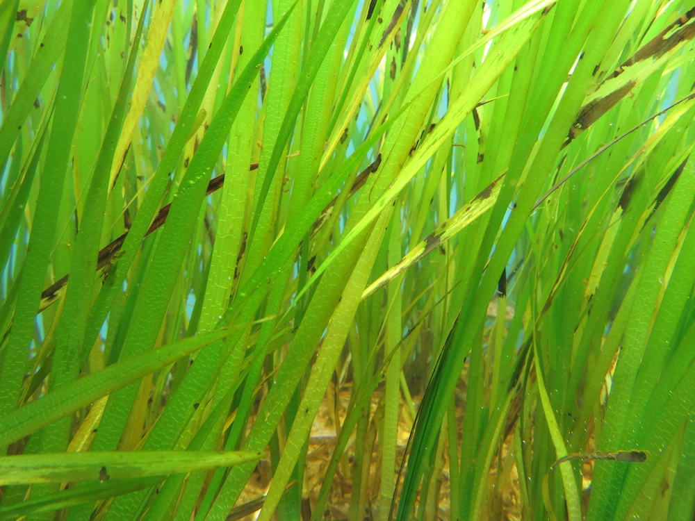 藻場はアオリイカ釣りのおすすめポイント
