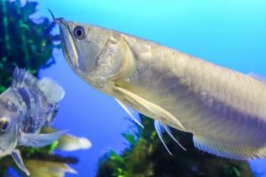 What kind of fish is a silver arowana?