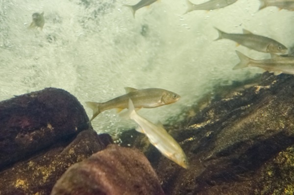多摩川ふれあい水族館で多摩川に生息する魚を学ぼう