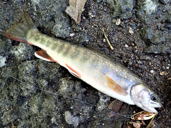 北方の渓流魚オショロコマは絶滅危惧種？