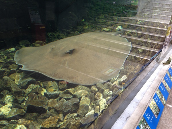 板橋区熱帯環境植物園は東南アジアの珍しい魚が目白押し