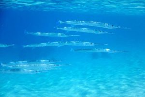 What is the ecology and fishing method of Garfish?