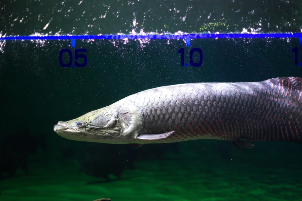 ピラルクは最大4mにも達する大型魚