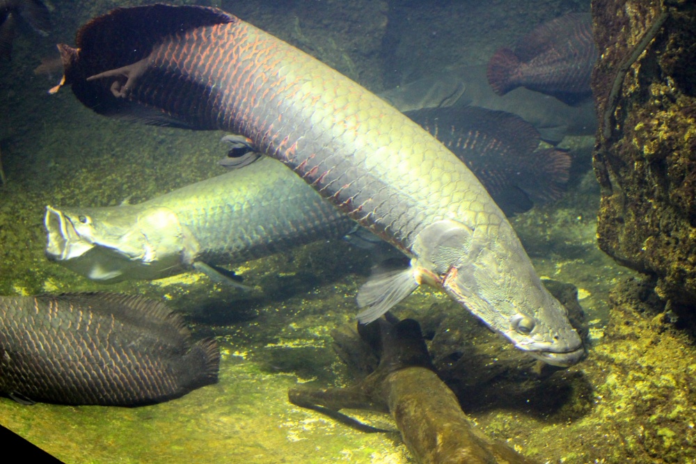 古代魚ピラルクの生態とは？