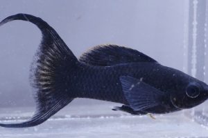 Check out how to raise and breed black molly!