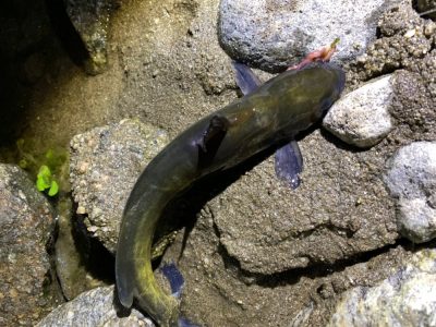 The editorial department's fish food expedition Part 1: Gigi, a poisonous fish in clear streams, and a new species of taniga catfish