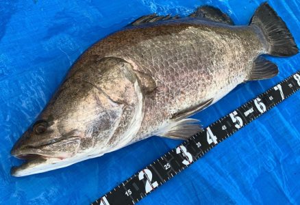 What is the ecology of Akame and how to catch it? One of Japan's three major monster fish, said to be a phantom fish